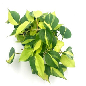 Philodendron Brasil (Philodendron hederaceum 'Brasil')
