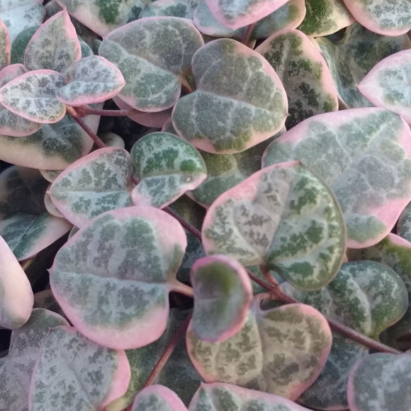 Ceropegia woodii  Variegated (Variegated String of Hearts) 6