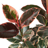 Ficus elastica Ruby (Pink Rubber Plant)