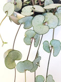 Ceropegia woodii (String of Hearts Silver Glory)